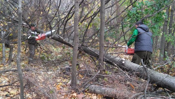 Истринские леса продолжат освобождать от сухостоя